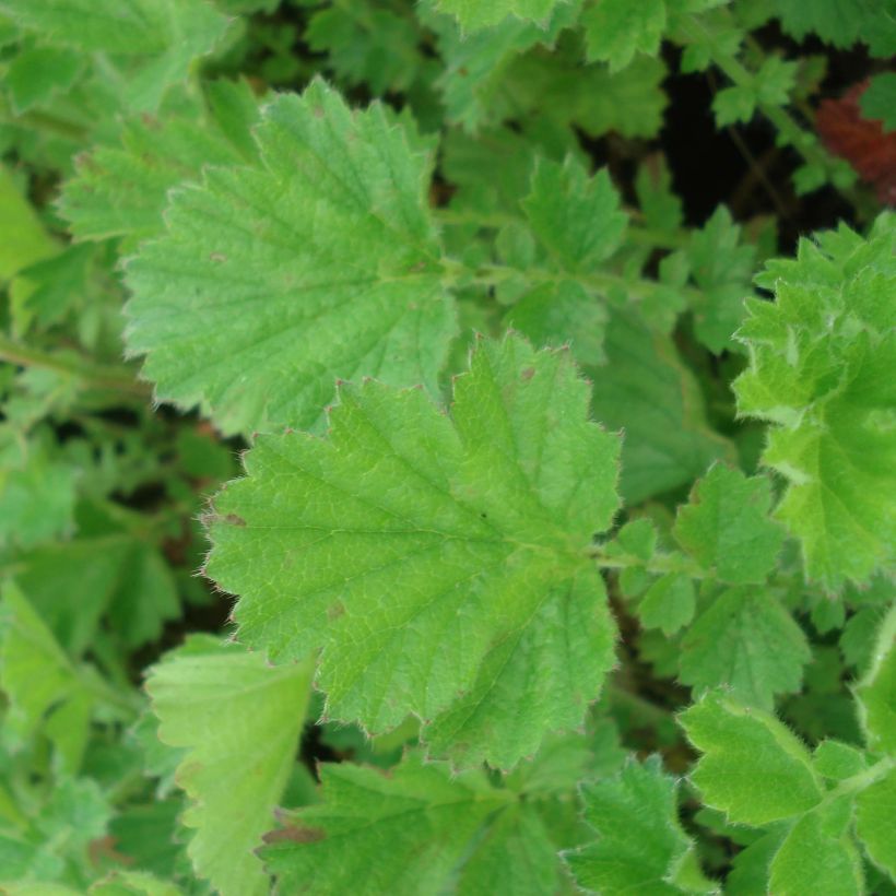 Geum chiloense Lady Stratheden (Fogliame)