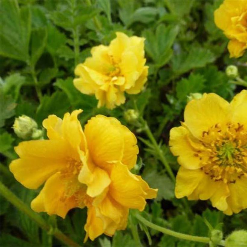 Geum chiloense Lady Stratheden (Fioritura)