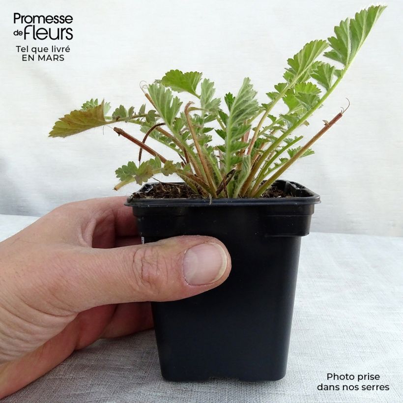 Geum chiloense Lady Stratheden - Benoîte en godet de 9 cm esemplare consegnato in inverno