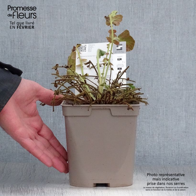 Geum chiloense Lady Stratheden - Benoîte en pot de 2 litres esemplare consegnato in inverno