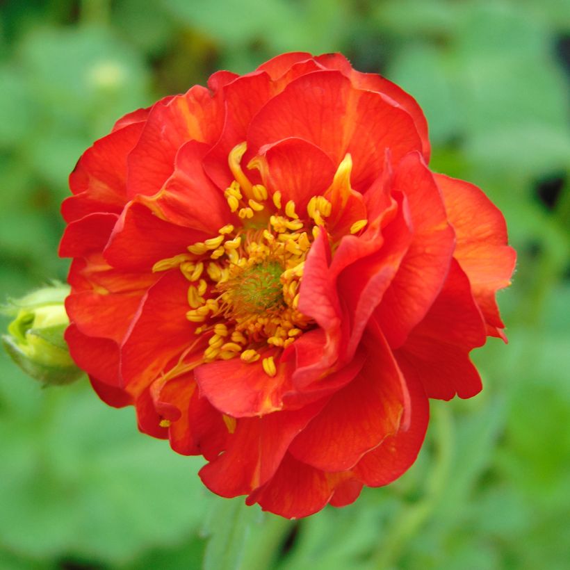 Geum chiloense Mrs Bradshaw (Fioritura)