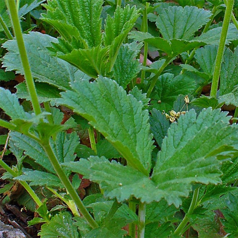 Geum coccineum Karlskaer (Fogliame)