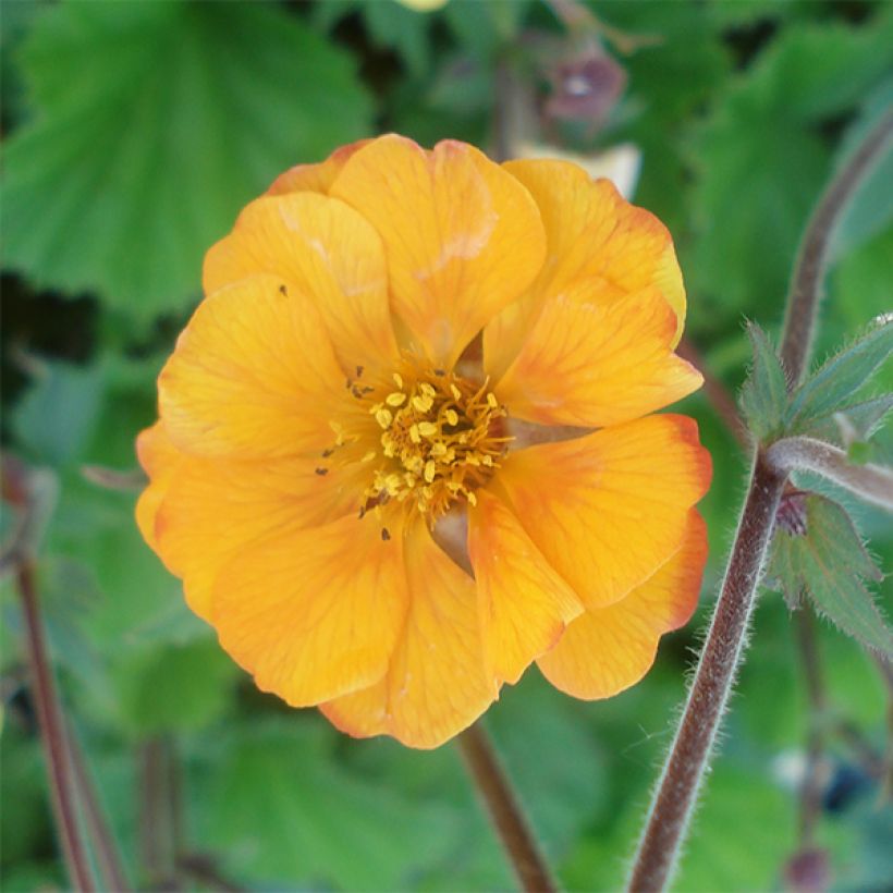 Geum coccineum Karlskaer (Fioritura)