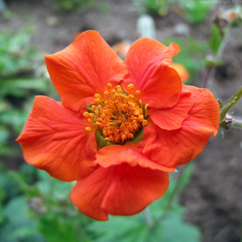 Geum coccineum Werner Arends (Fioritura)