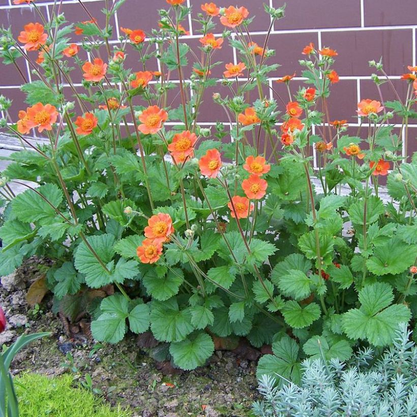 Geum coccineum Werner Arends (Porto)