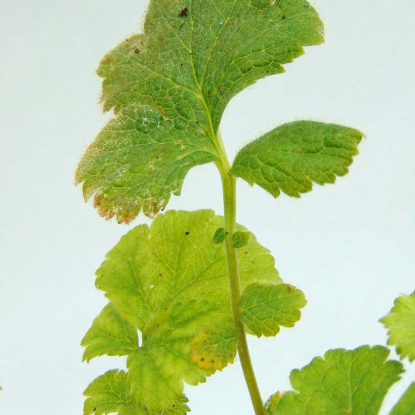 Geum coccineum Werner Arends (Fogliame)