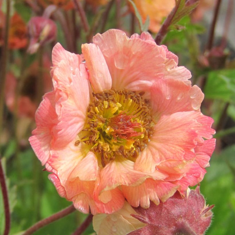 Geum rivale Mai tai (Fioritura)