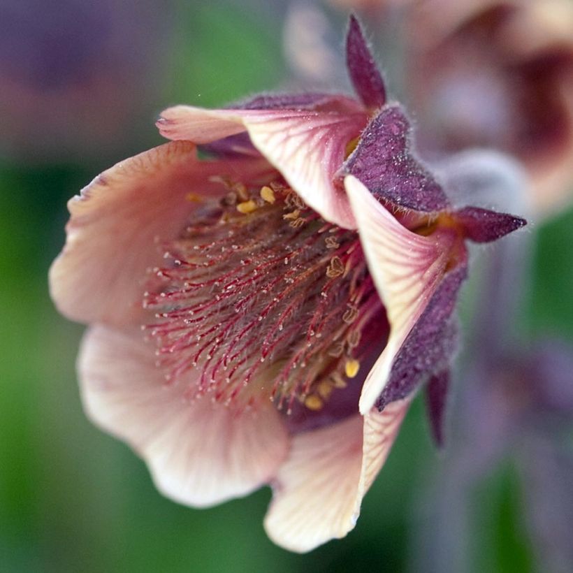 Geum rivale - Cariofillata dei rivi (Fioritura)