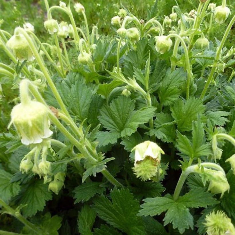 Geum rivale Album (Fogliame)