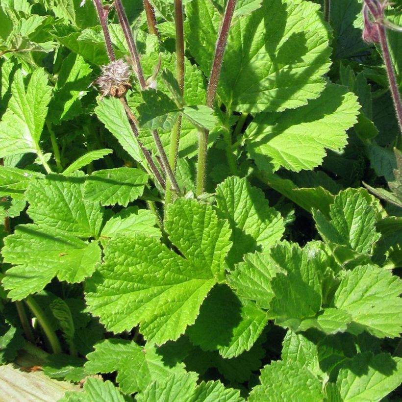 Geum rivale - Cariofillata dei rivi (Fogliame)