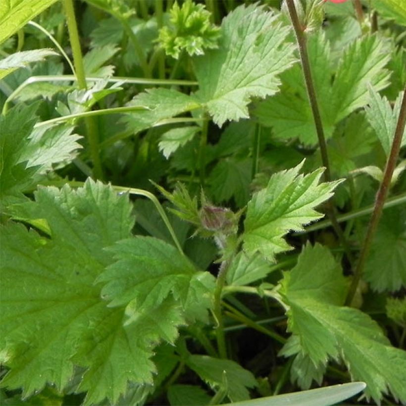 Geum rivale Leonard's Variety (Fogliame)