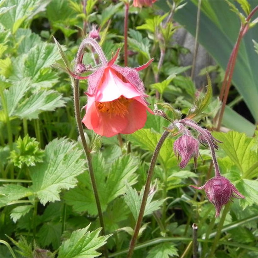 Geum rivale Leonard's Variety (Fioritura)