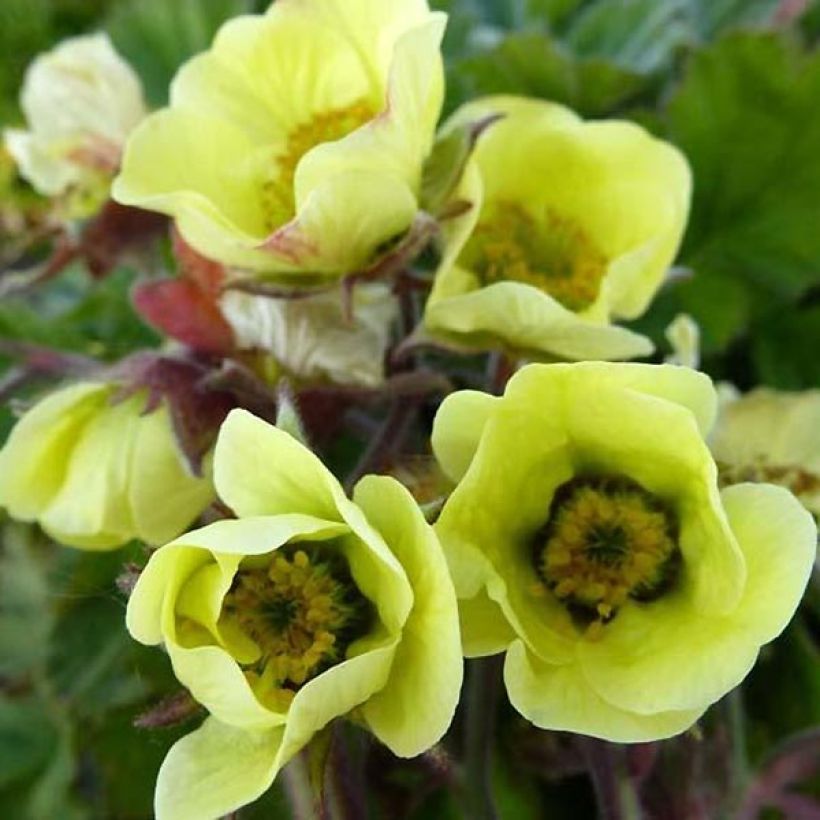 Geum rivale Lionel Cox (Fioritura)