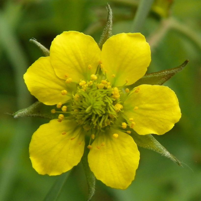 Geum urbanum - Cariofillata comune (Fioritura)