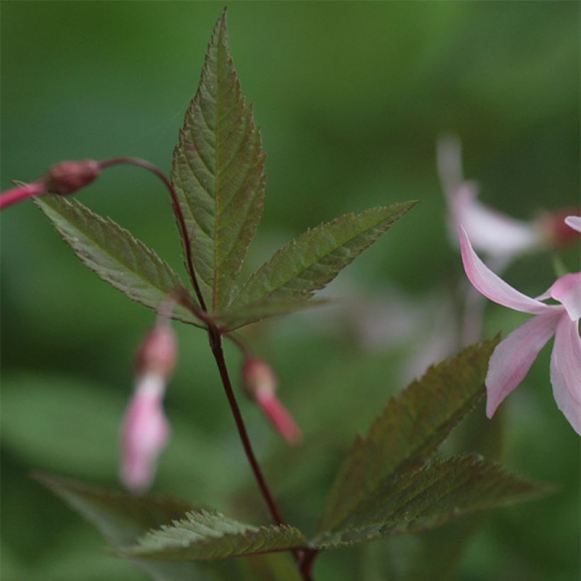 Gillenia trifoliata Pink Profusion (Fogliame)