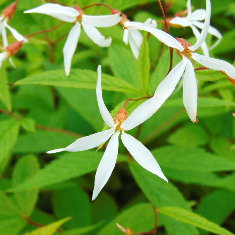 Gillenia trifoliata (Fioritura)