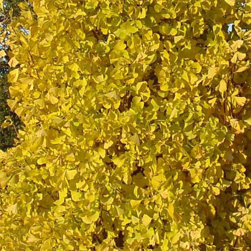 Ginkgo biloba Blagon (Fogliame)