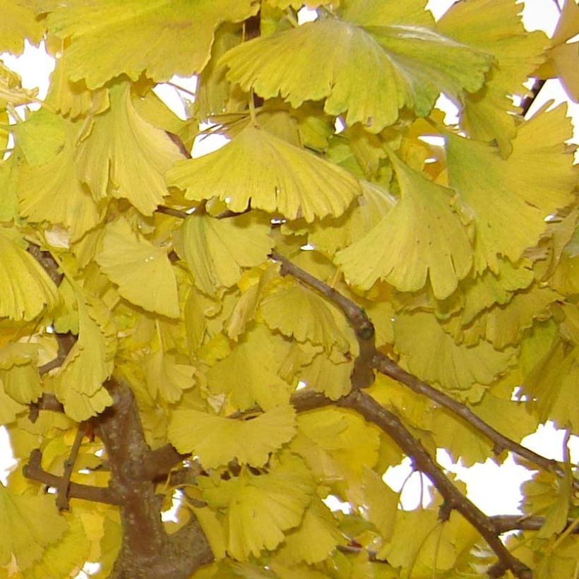 Ginkgo biloba Horizontalis (Fogliame)