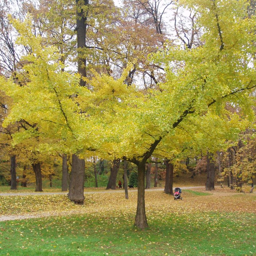 Ginkgo biloba Horizontalis (Porto)