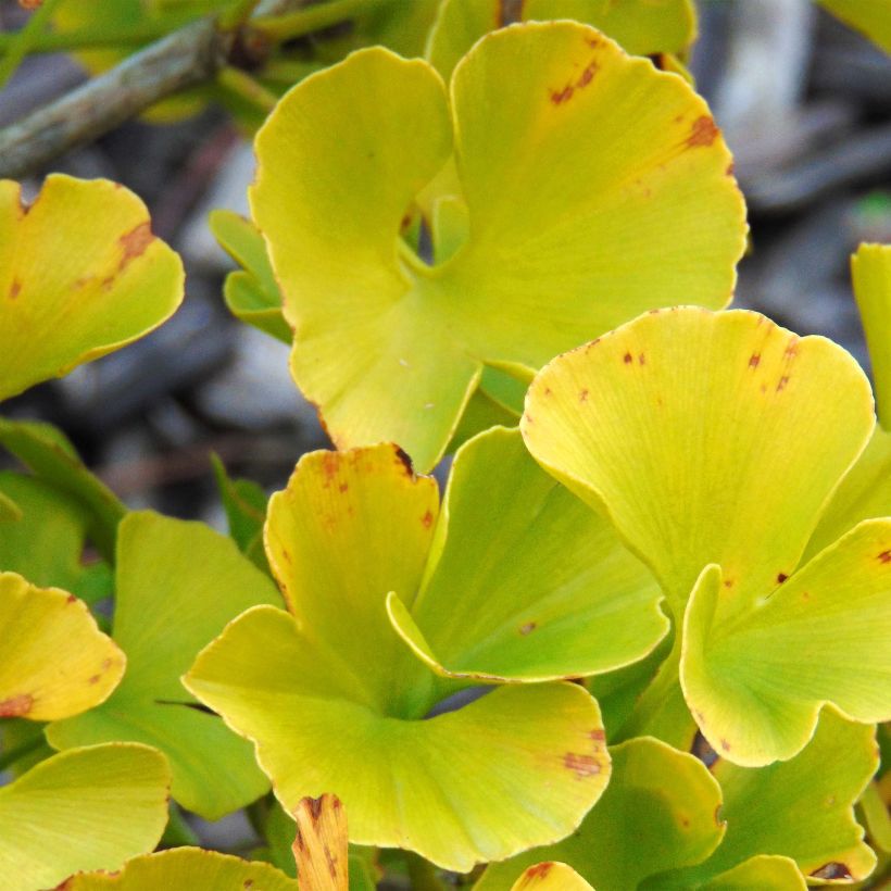 Ginkgo biloba Mariken (Fogliame)