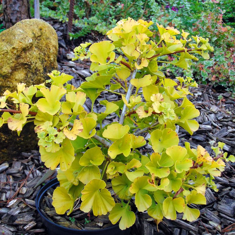 Ginkgo biloba Mariken (Porto)