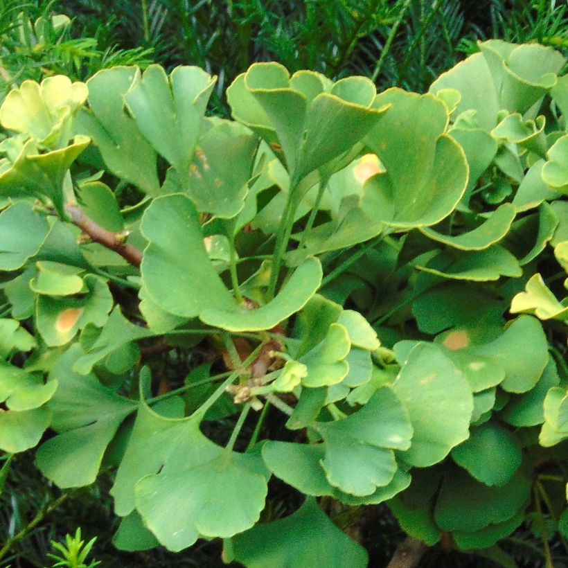 Ginkgo biloba Troll (Fogliame)