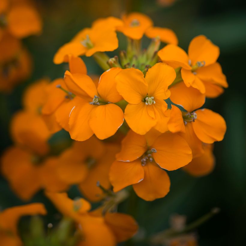 Erysimum Apricot Twist - Violaciocca (Fioritura)