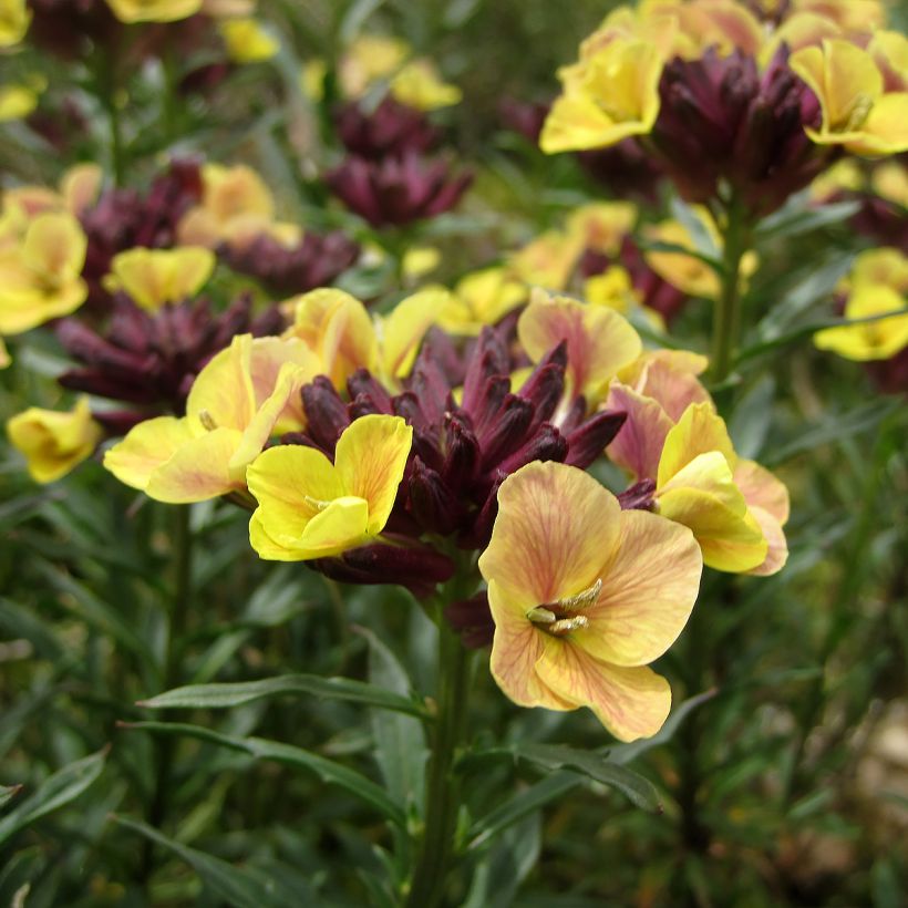 Erysimum John Codrington - Violaciocca (Fioritura)