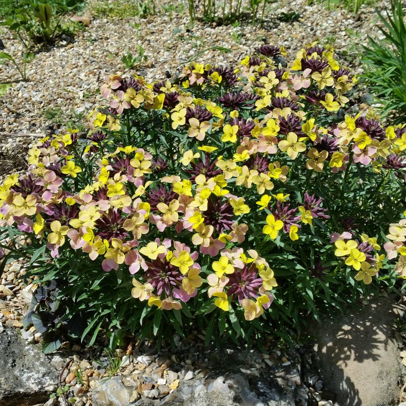 Erysimum John Codrington - Violaciocca (Porto)