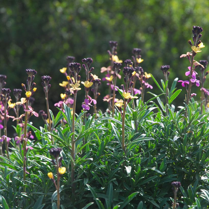 Erysimum mutabile - Violaciocca (Porto)