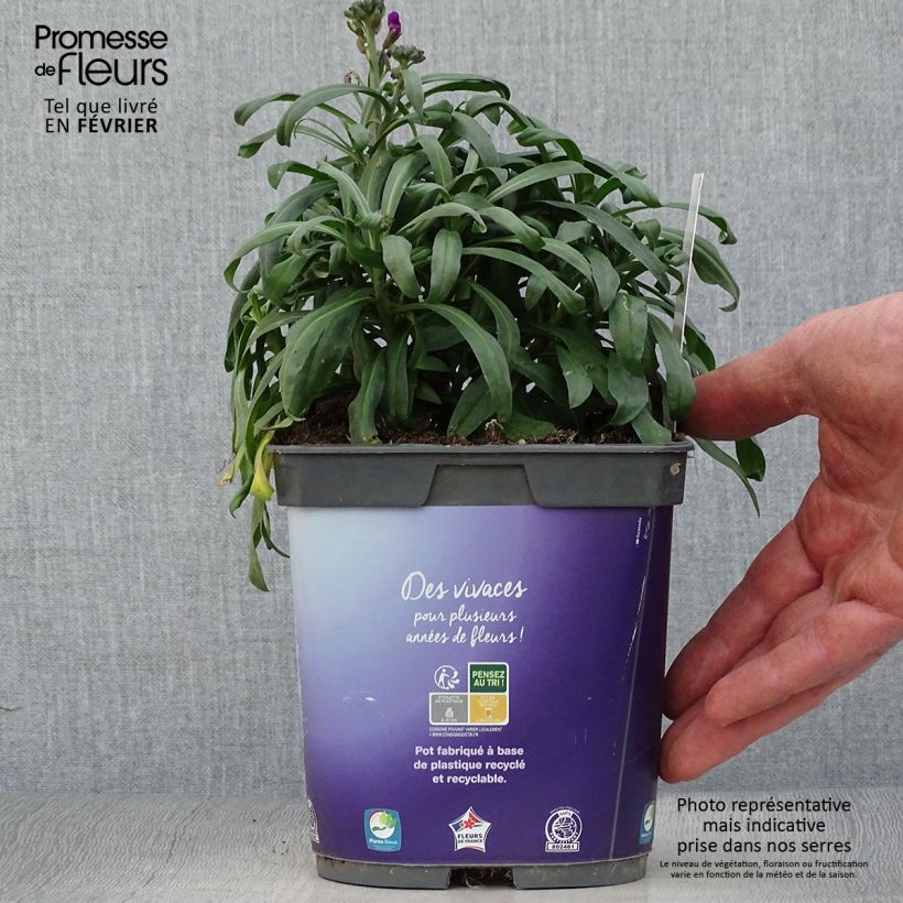 Giroflée arbustive - Erysimum Bowles Mauve en pot de 2/3 litres esemplare consegnato in inverno