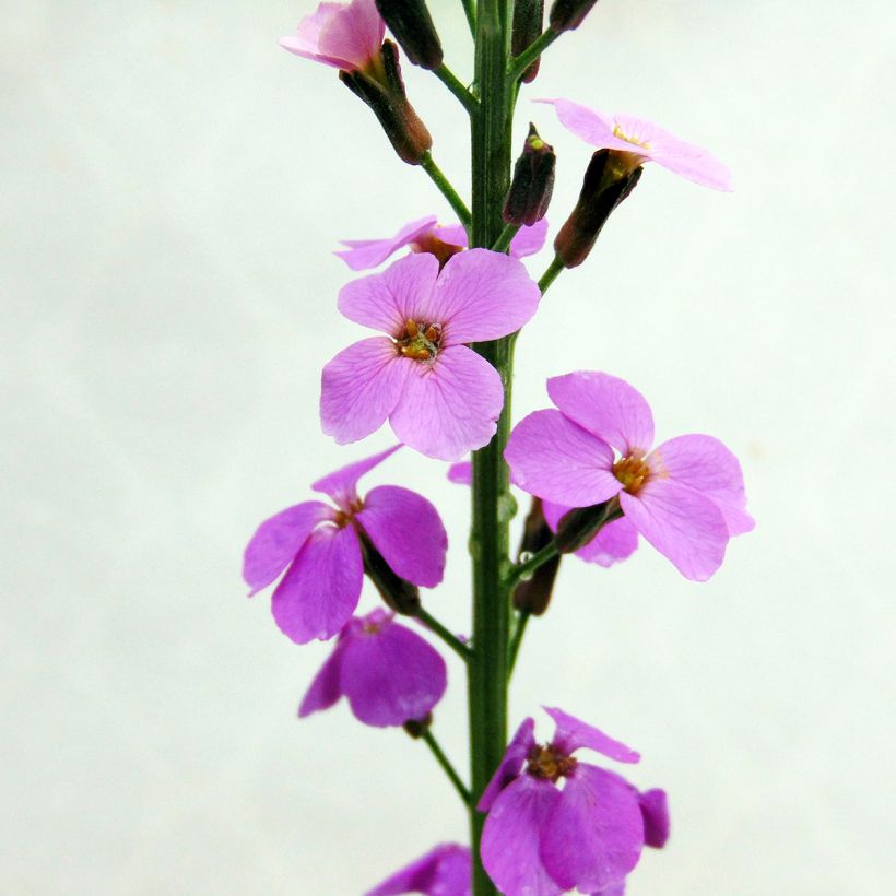 Erysimum Bowles Mauve - Violaciocca (Fioritura)