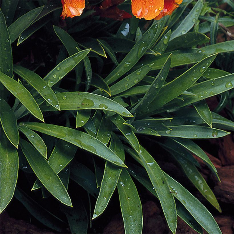 Erysimum Bedder Scarlet - Violaciocca (Fogliame)