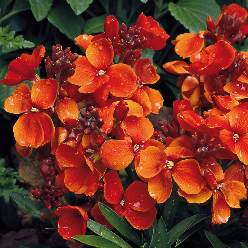 Erysimum Bedder Scarlet - Violaciocca (Fioritura)