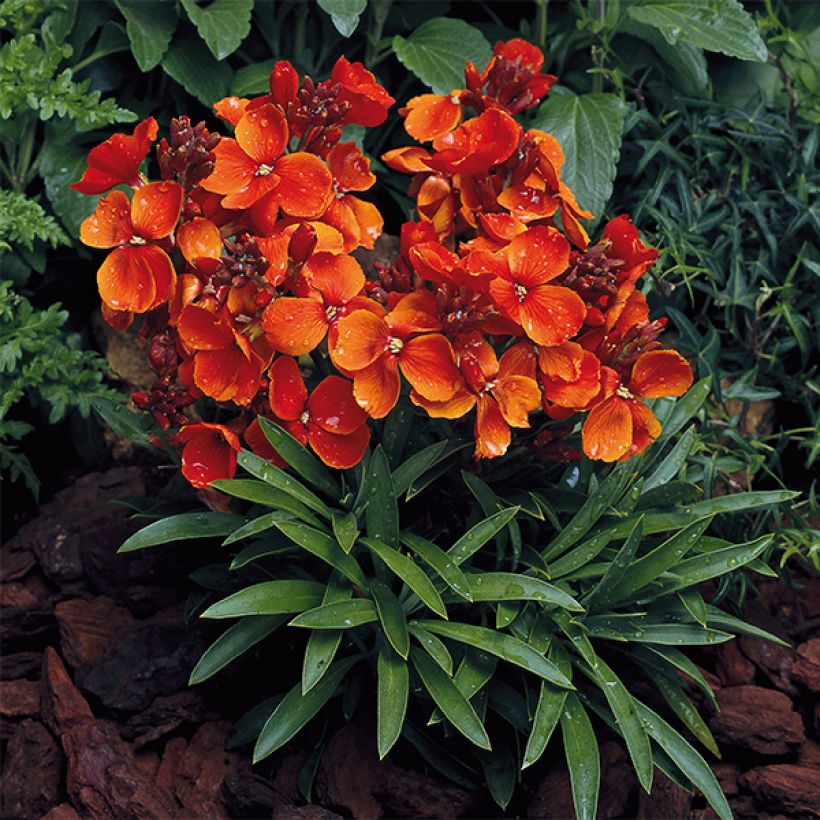 Erysimum Bedder Scarlet - Violaciocca (Porto)