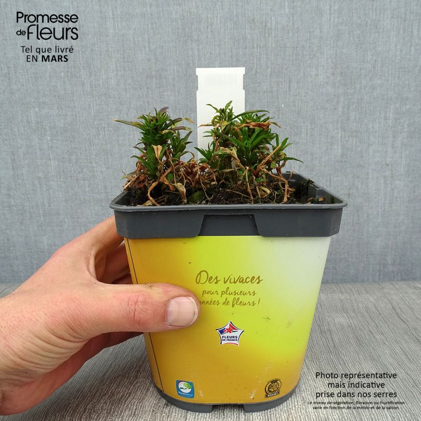 Giroflée suffruticosum Gold Cup - Erysimum suffruticosum - pot de 2L/3L esemplare consegnato in inverno