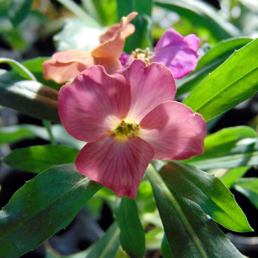 Erysimum Winter Party - Violaciocca (Fioritura)