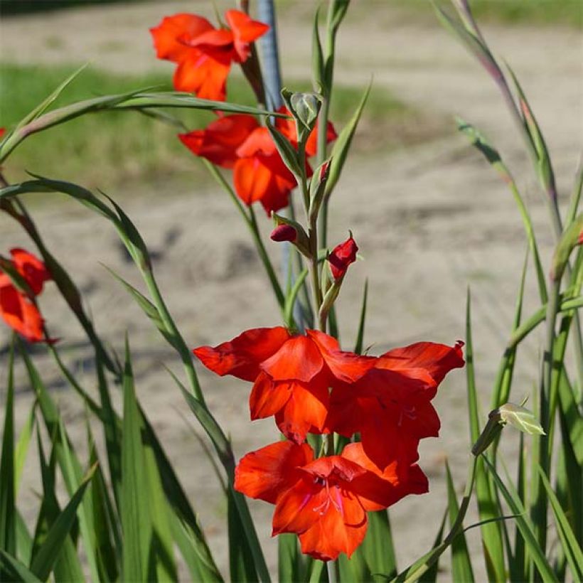 Gladiolus primulinus Mirella (Fioritura)