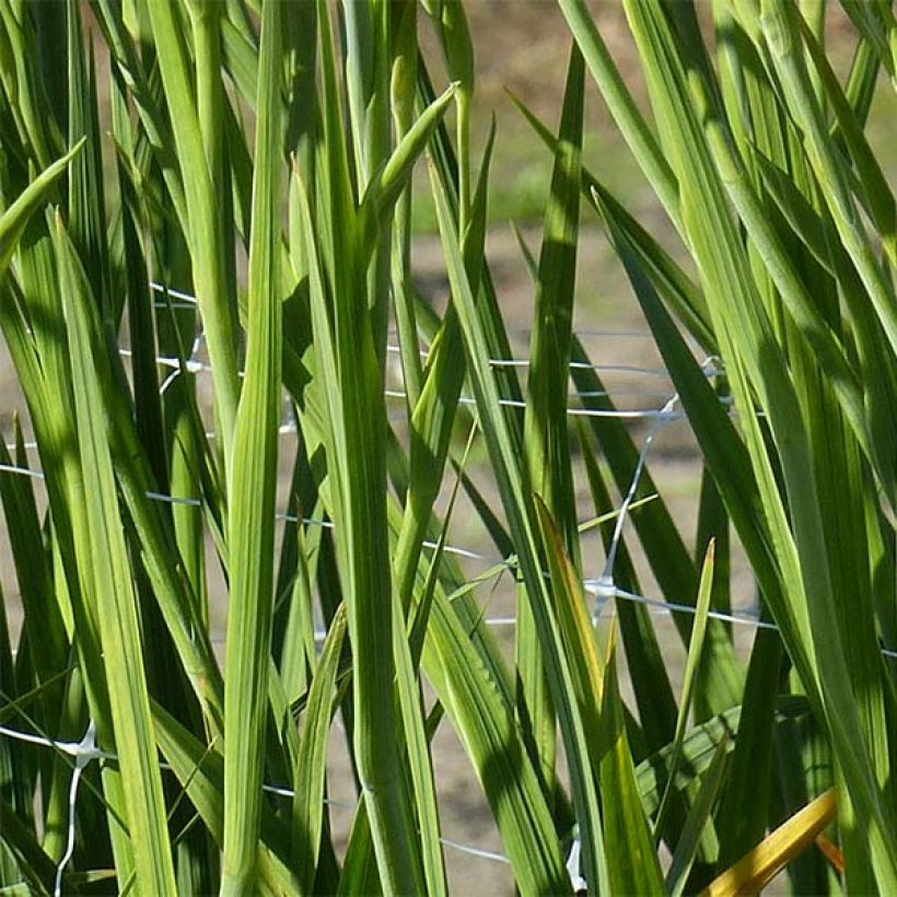 Gladiolus colvillei Robinetta (Fogliame)