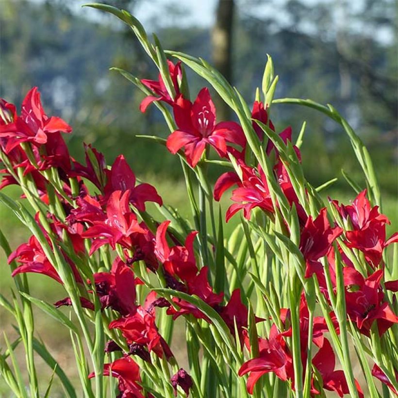 Gladiolus colvillei Robinetta (Fioritura)