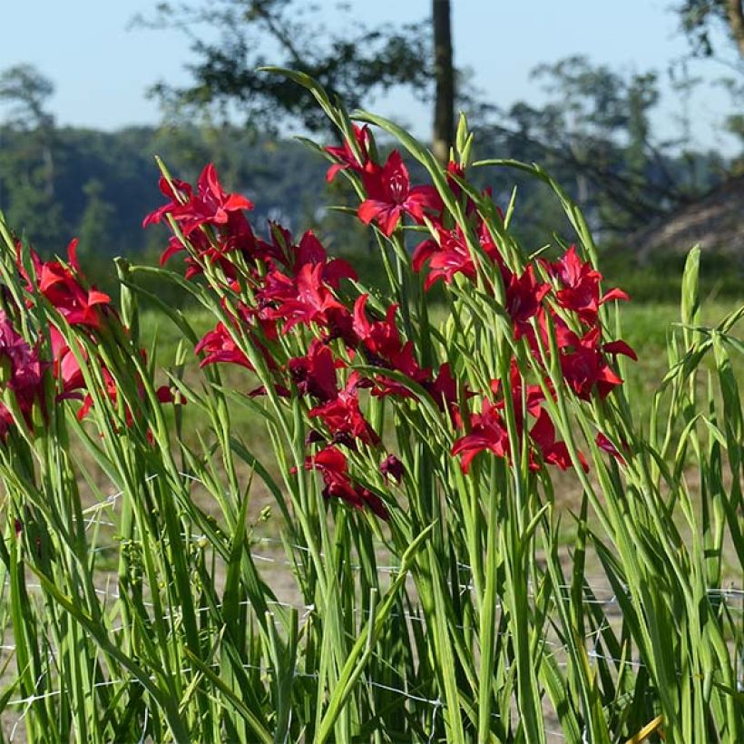 Gladiolus colvillei Robinetta (Porto)