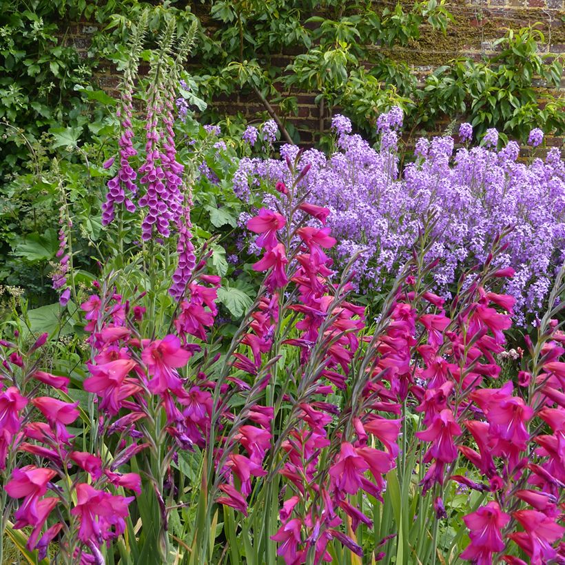 Gladiolus byzantinus Whistling Jack (Porto)