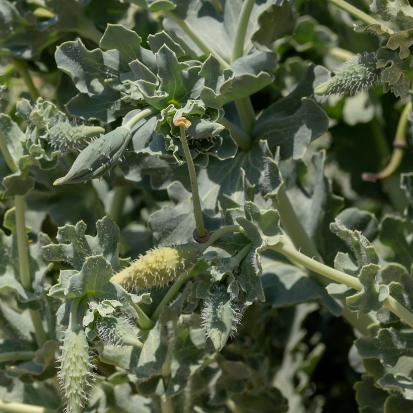 Glaucium flavum - Papavero cornuto (Fogliame)