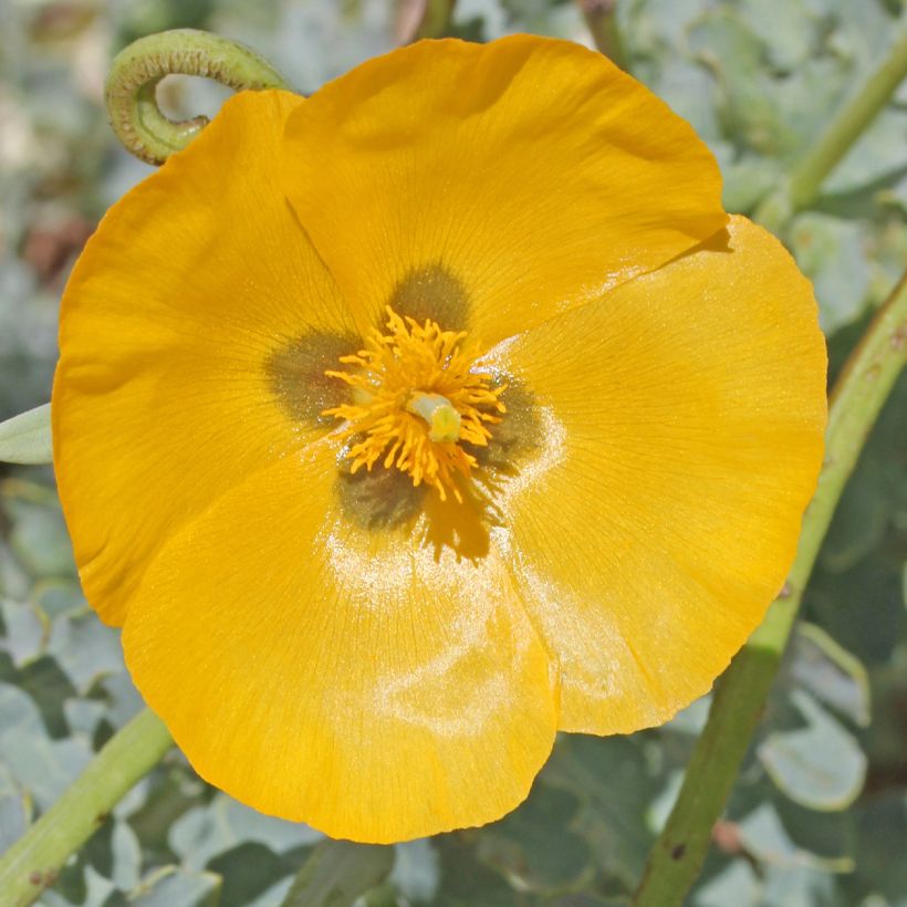 Glaucium flavum - Papavero cornuto (Fioritura)