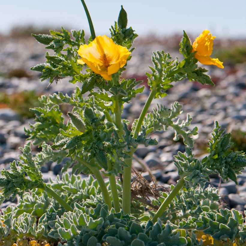 Glaucium flavum - Papavero cornuto (Porto)