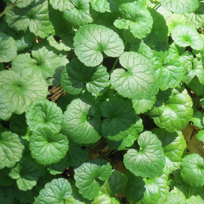 Glechoma hederacea - Ellera terrestre comune (Fogliame)