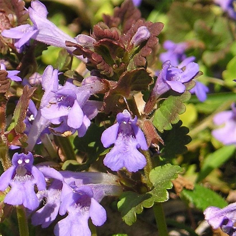 Glechoma hederacea - Ellera terrestre comune (Fioritura)