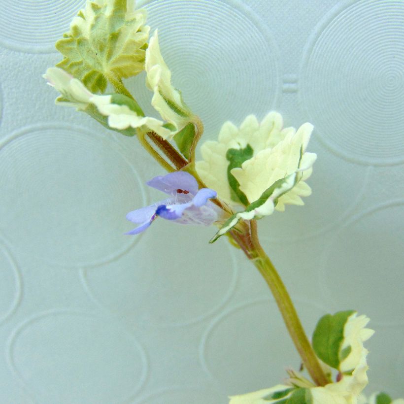 Glechoma hederacea Variegata (Fioritura)