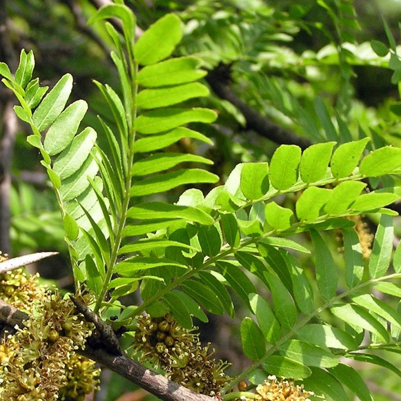 Gleditsia triacanthos - Spino di Giuda (Fogliame)