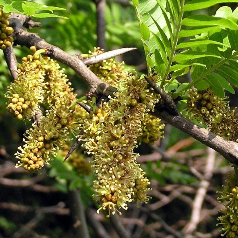 Gleditsia triacanthos - Spino di Giuda (Fioritura)